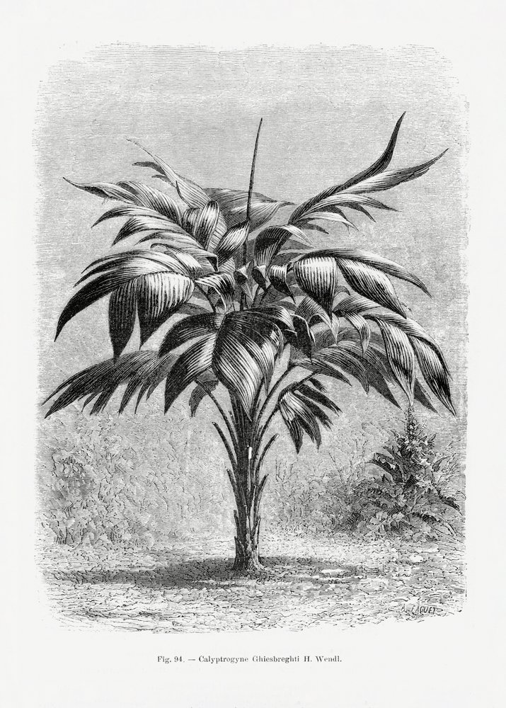  de Les Palmiers Histoire Iconographique