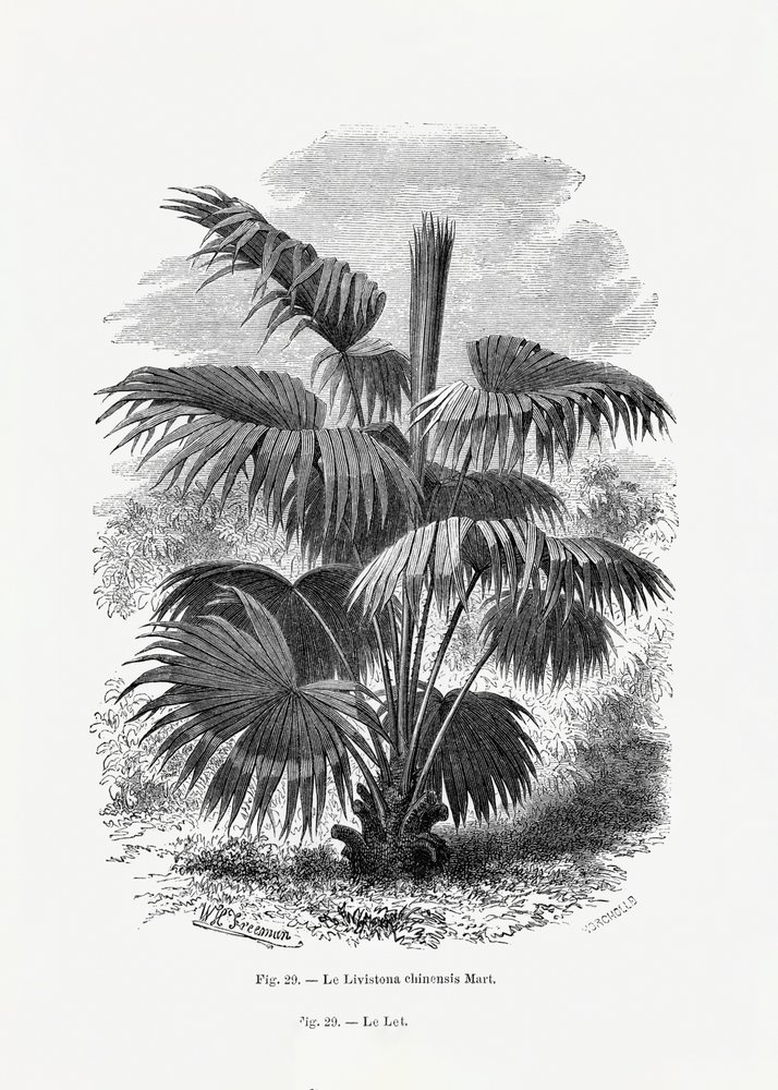  de Les Palmiers Histoire Iconographique