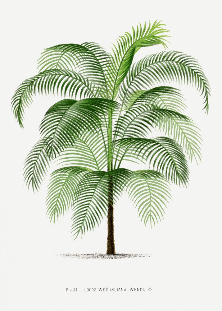  de Les Palmiers Histoire Iconographique