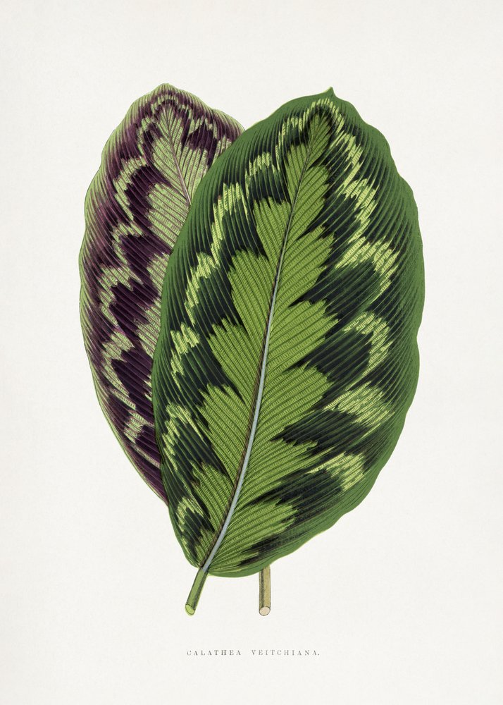  de Les Plantes a Feuillage Colore