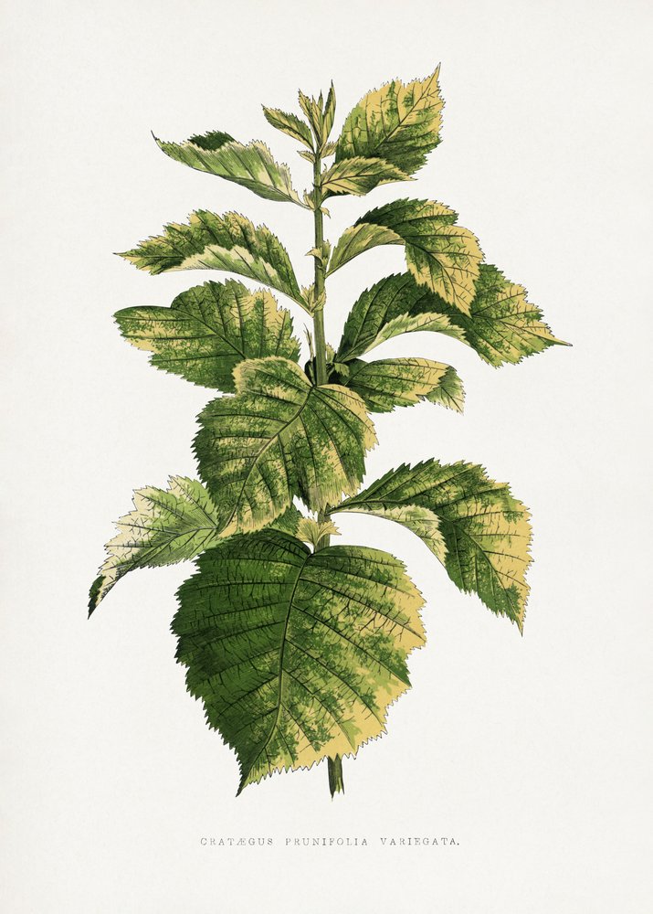  de Les Plantes a Feuillage Colore