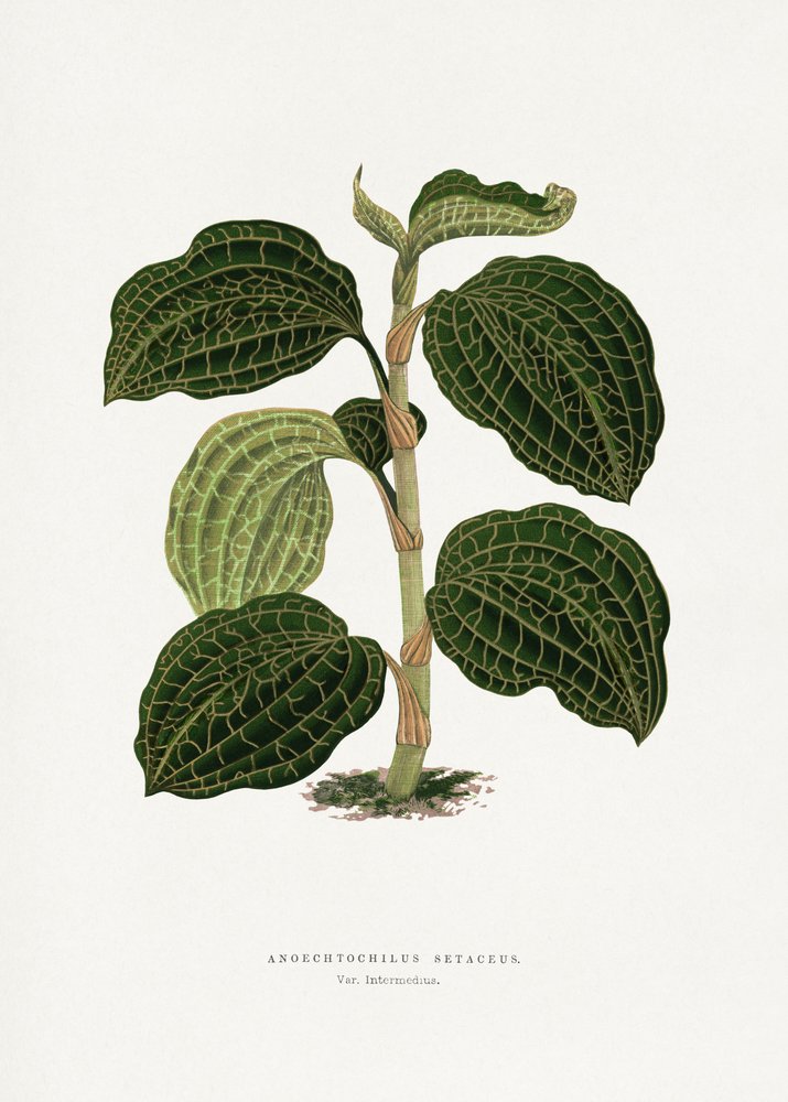  de Les Plantes a Feuillage Colore