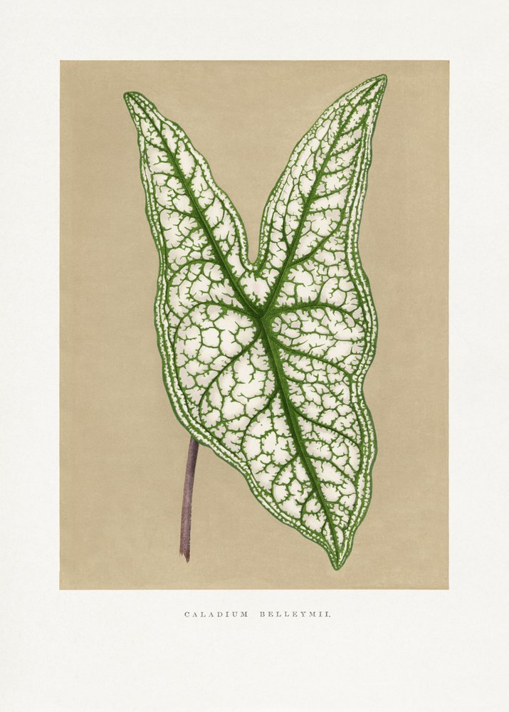  de Les Plantes a Feuillage Colore