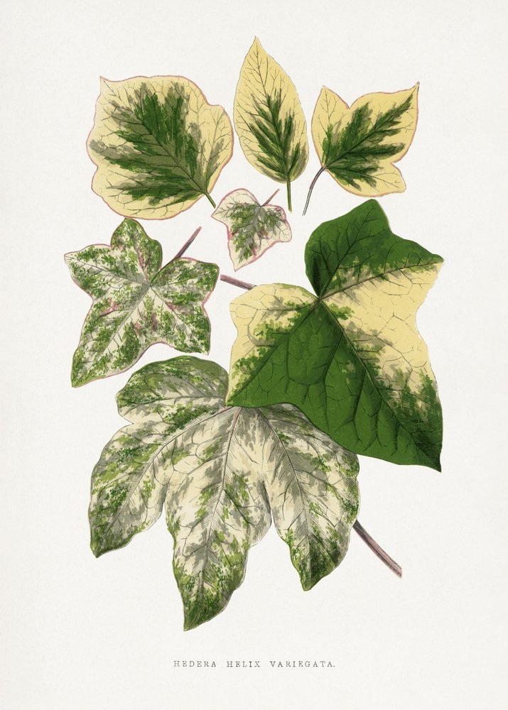  de Les Plantes a Feuillage Colore