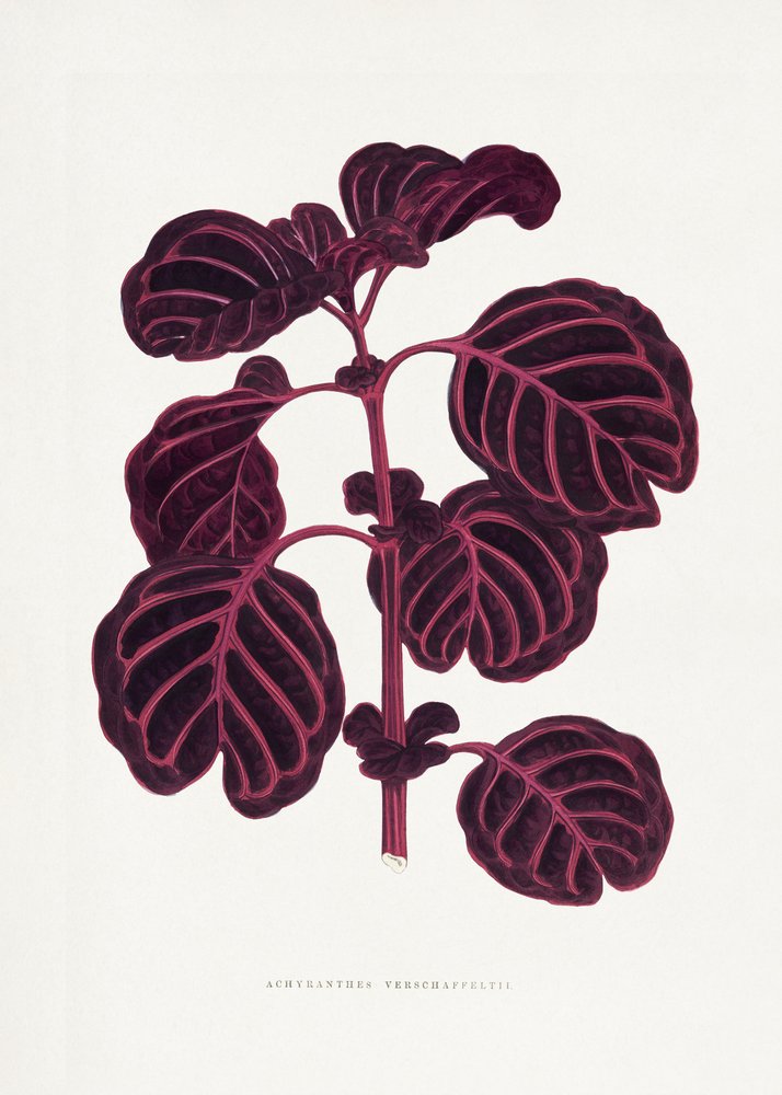  de Les Plantes a Feuillage Colore