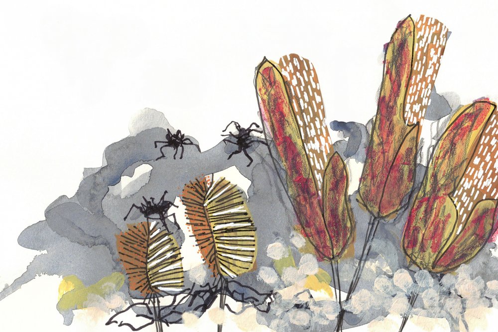 Aranhas do género Banksia de Lori Ann Folz