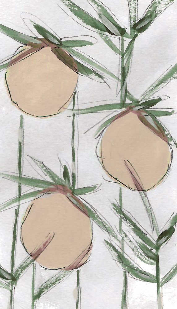 Pêssegos frescos com um toque pictórico de Lori Ann Folz
