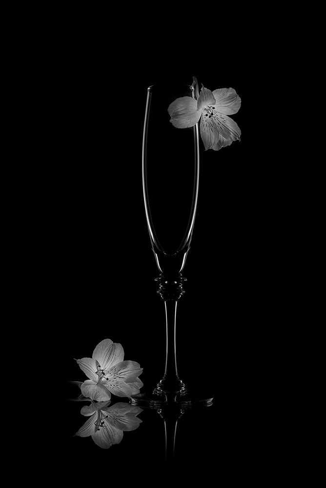 Reflexão de uma Flor Delicada de Lydia Jacobs