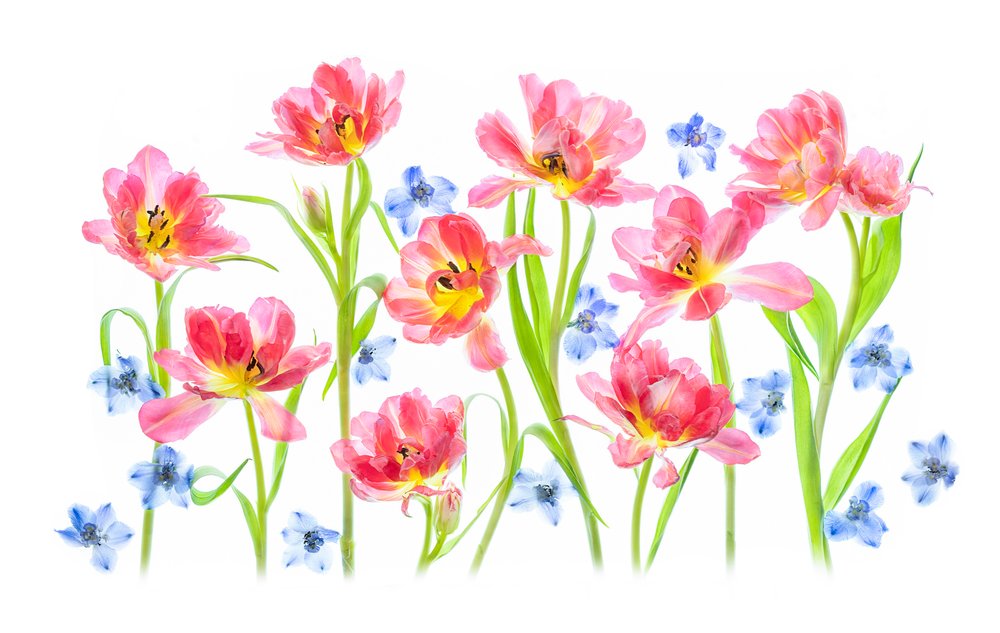 Tulipas cor-de-rosa delicadas de Lydia Jacobs