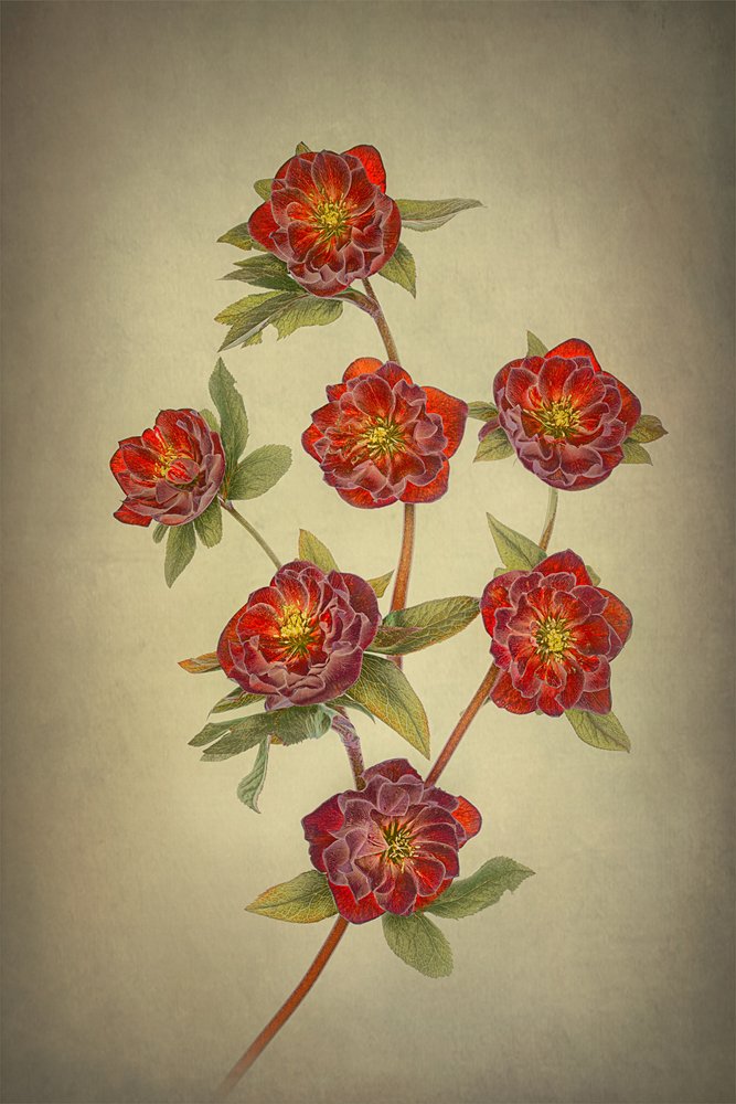 Hellebores «Double Queen» de Lydia Jacobs