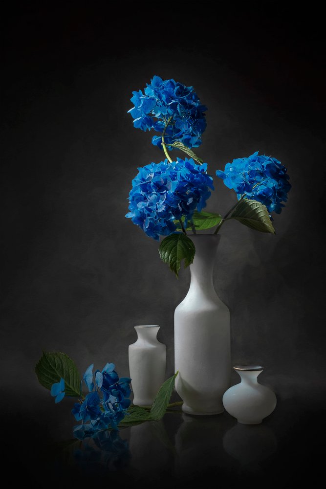 Hortênsias azuis elegantes de Lydia Jacobs