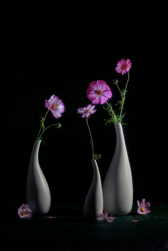 Natureza morta elegante com cosmos de Lydia Jacobs