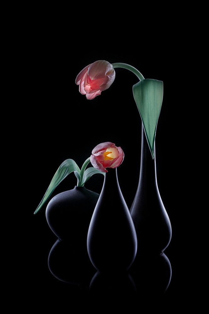 Tulipas elegantes e resplandecentes de Lydia Jacobs