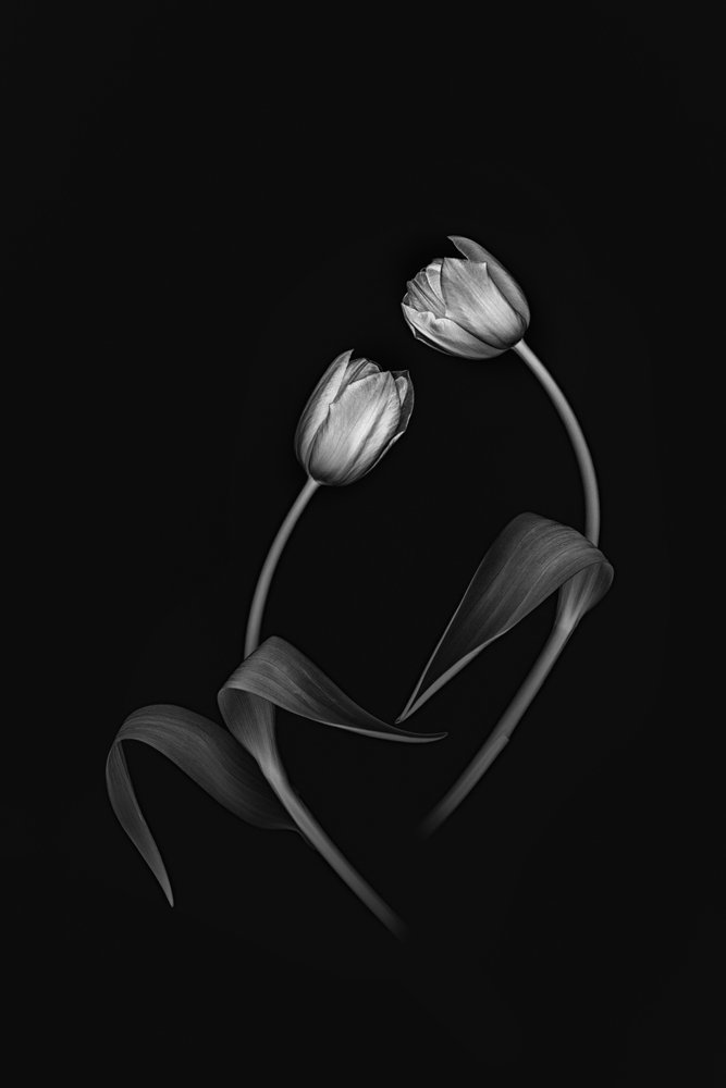 Dupla de Tulipas Elegantes de Lydia Jacobs