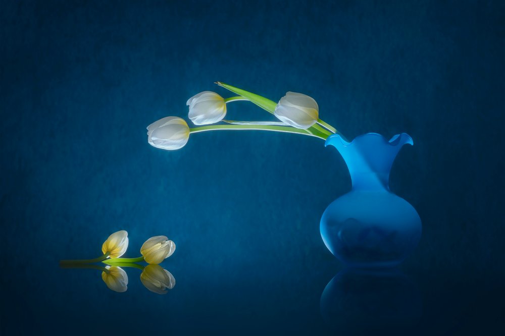 Tulipas brancas elegantes de Lydia Jacobs