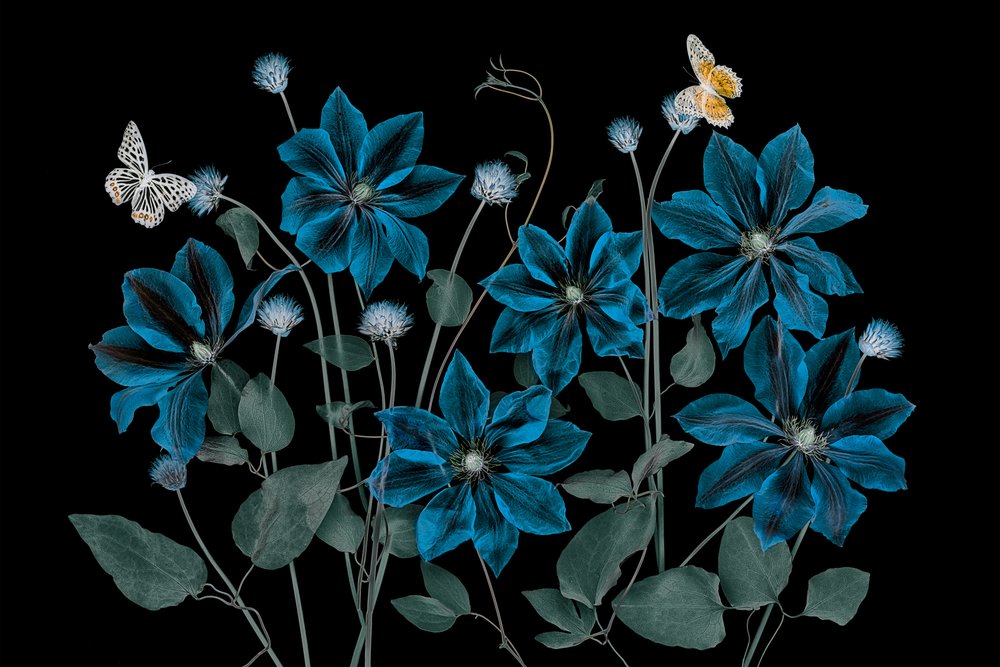 Jardim Azul Etéreo de Lydia Jacobs