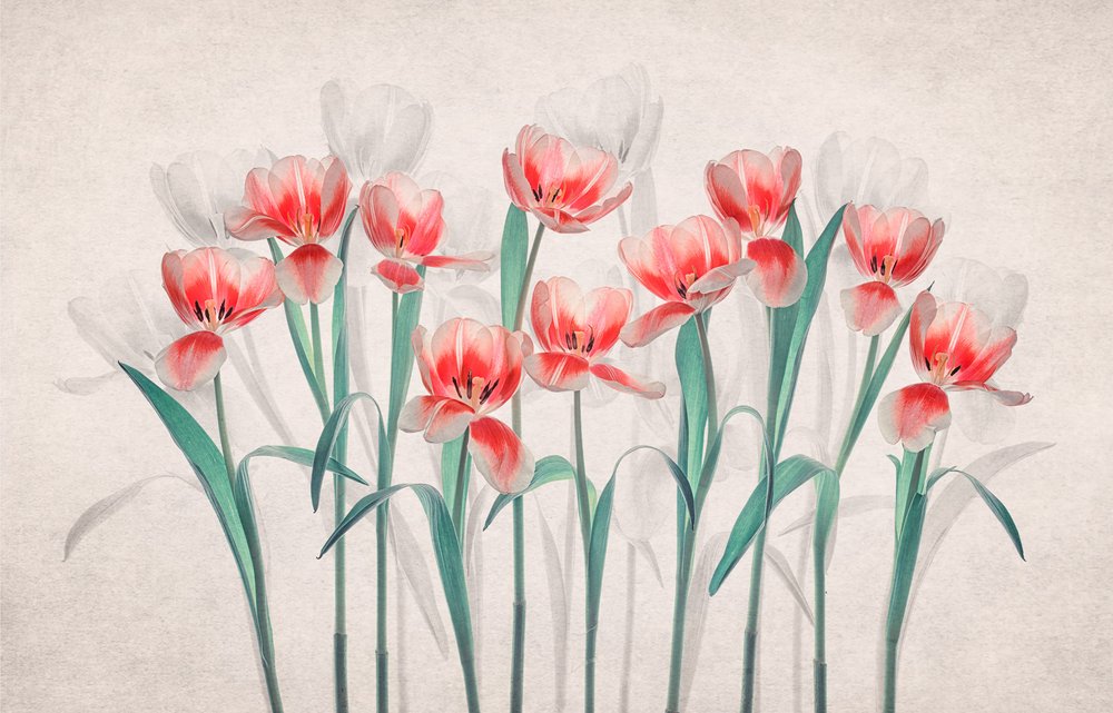 Tulipas cor-de-rosa etéreas de Lydia Jacobs