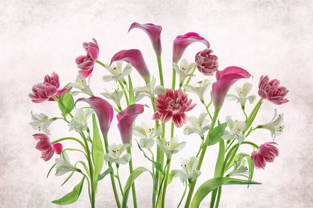 Flores frescas cor-de-rosa e brancas de Lydia Jacobs