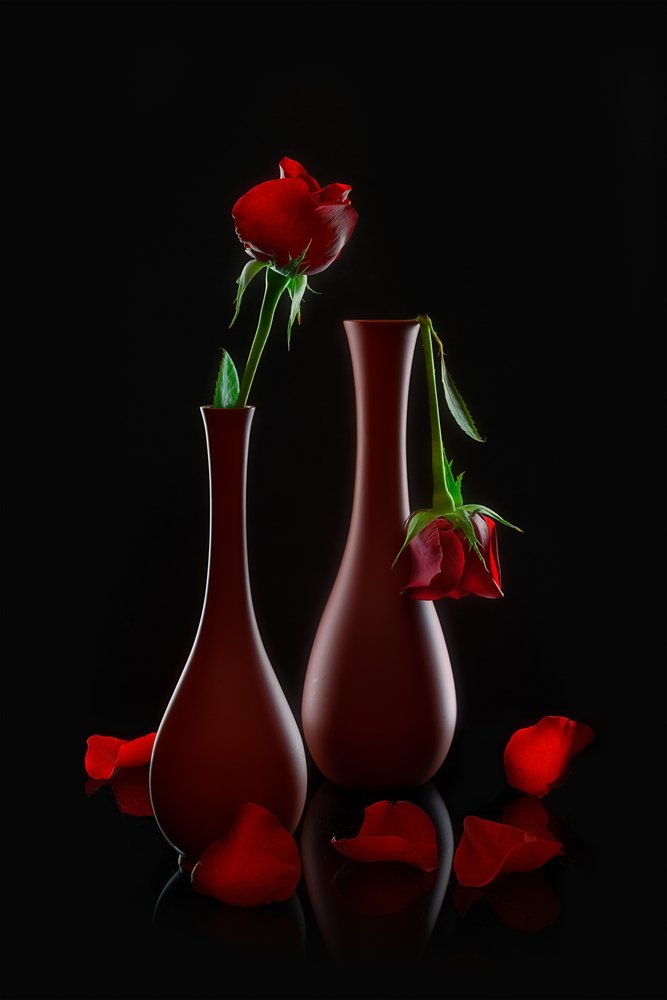 Rosas frescas e murchas de Lydia Jacobs