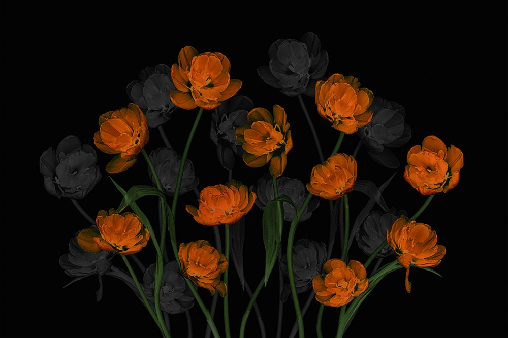 Tulipas laranja brilhantes de Lydia Jacobs