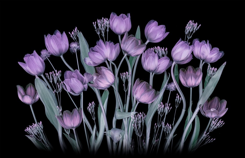 Tulipas roxas brilhantes de Lydia Jacobs