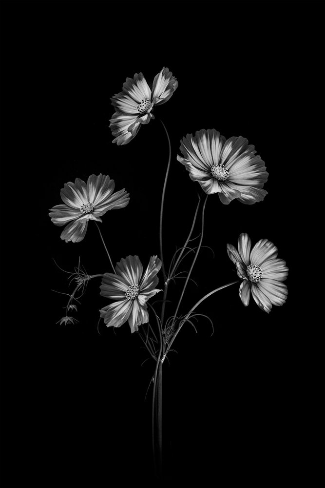 Flores do Cosmos Monocromáticas de Lydia Jacobs
