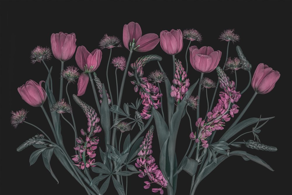 Flores em tons de rosa melancólico de Lydia Jacobs