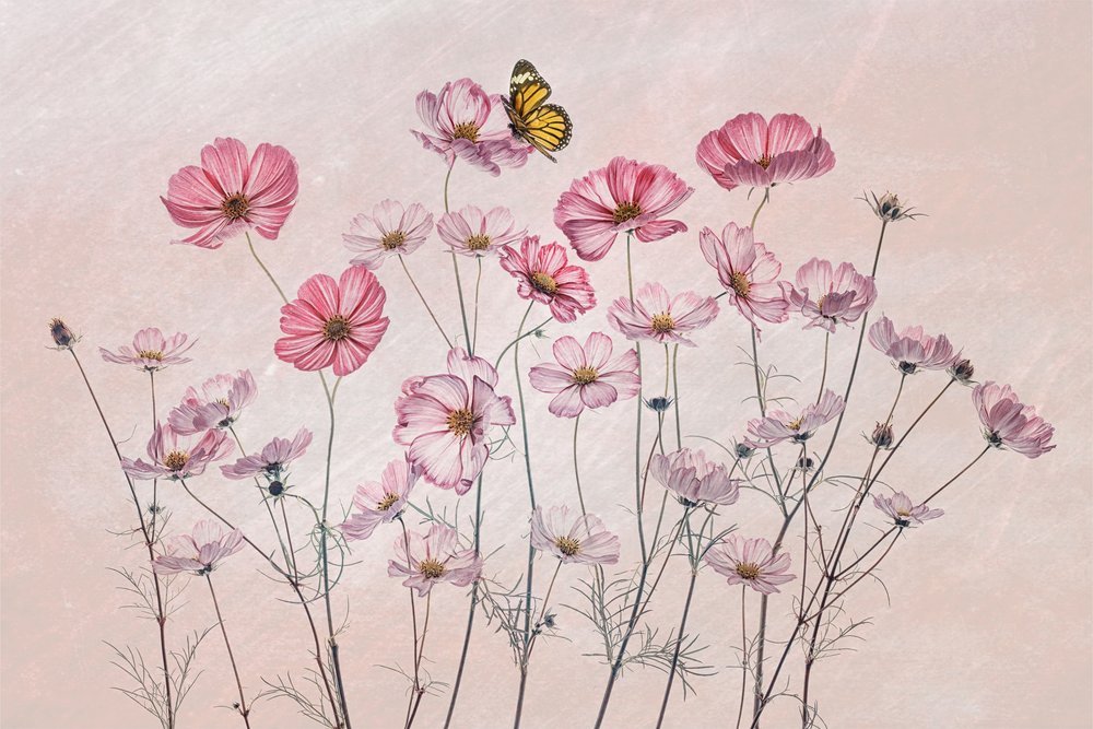 Borboleta Cosmos Rosa de Lydia Jacobs