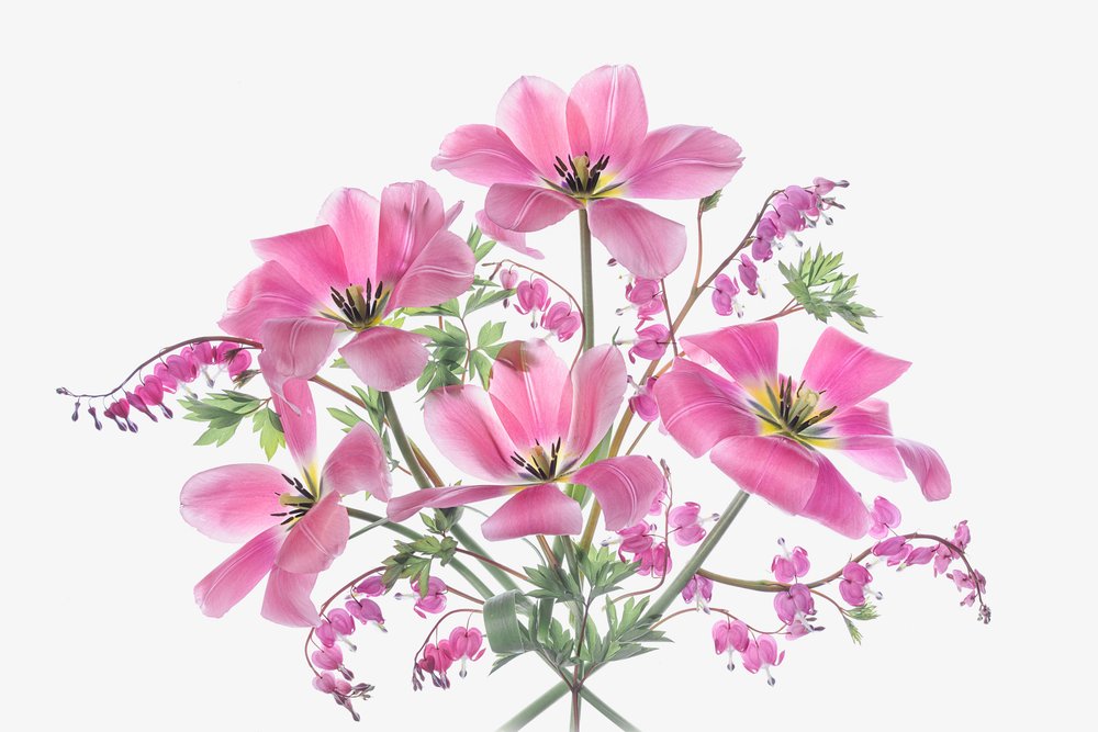 Flores cor-de-rosa da primavera de Lydia Jacobs