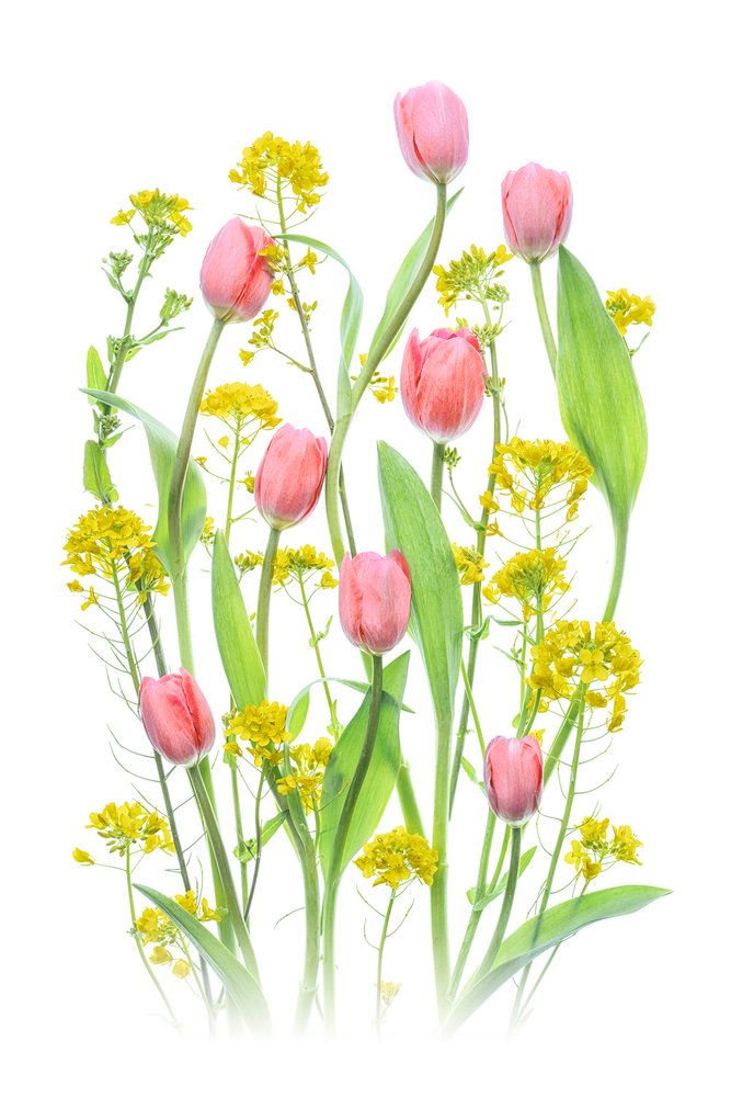 Tulipas cor-de-rosa e flores amarelas de Lydia Jacobs
