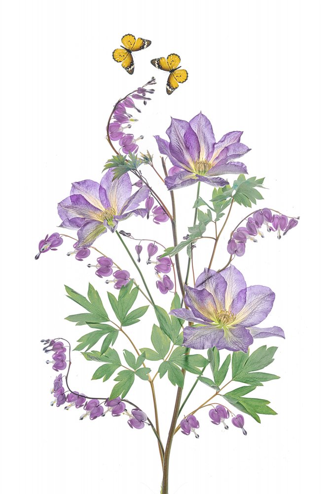 Flores roxas e borboletas de Lydia Jacobs