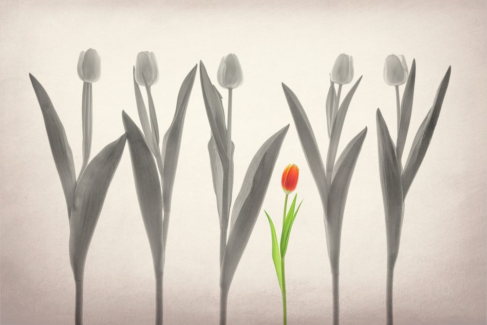 A Tulipa Vermelha Destaca-se de Lydia Jacobs