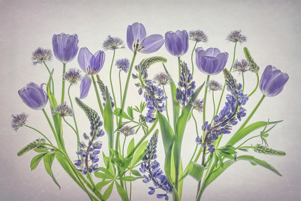 Flores roxas suaves de Lydia Jacobs