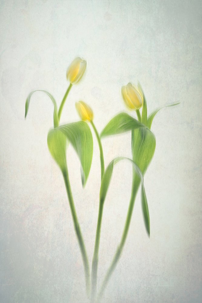 Tulipas amarelas suaves de Lydia Jacobs