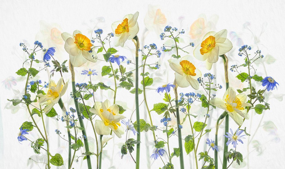 Narcisos da Primavera e Tons de Azul de Lydia Jacobs