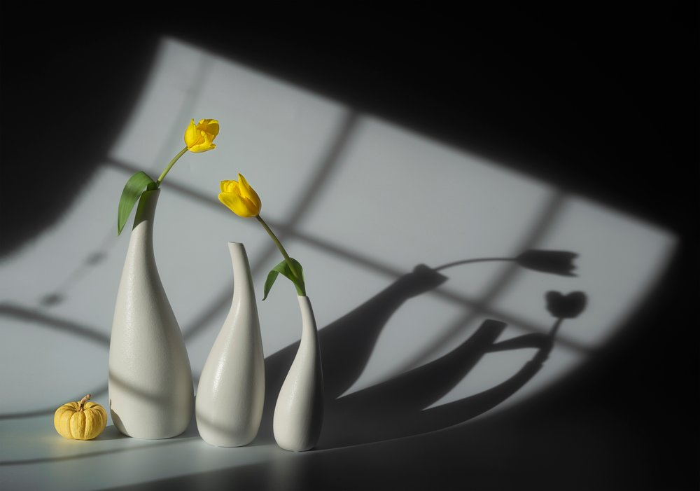Tulipas banhadas pelo sol e sombras de Lydia Jacobs