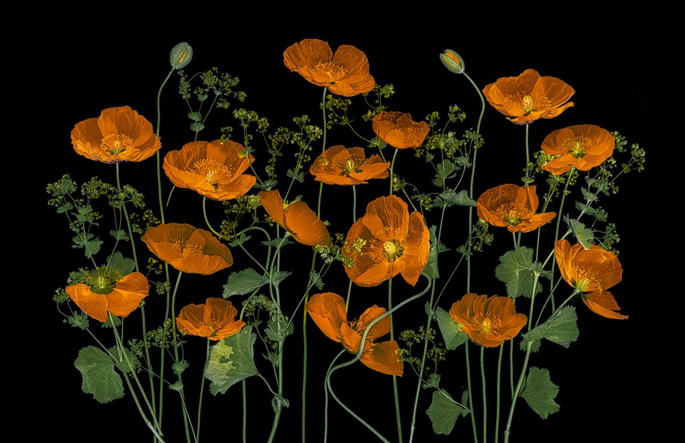 Papoilas de cor laranja vibrante de Lydia Jacobs