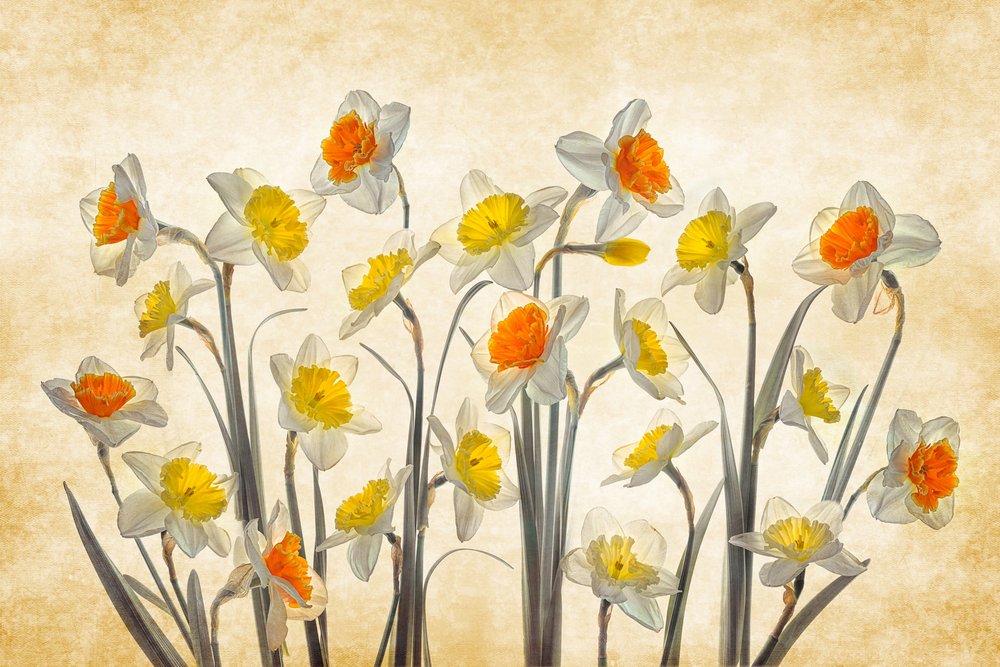 Narcisos primaveris vibrantes de Lydia Jacobs