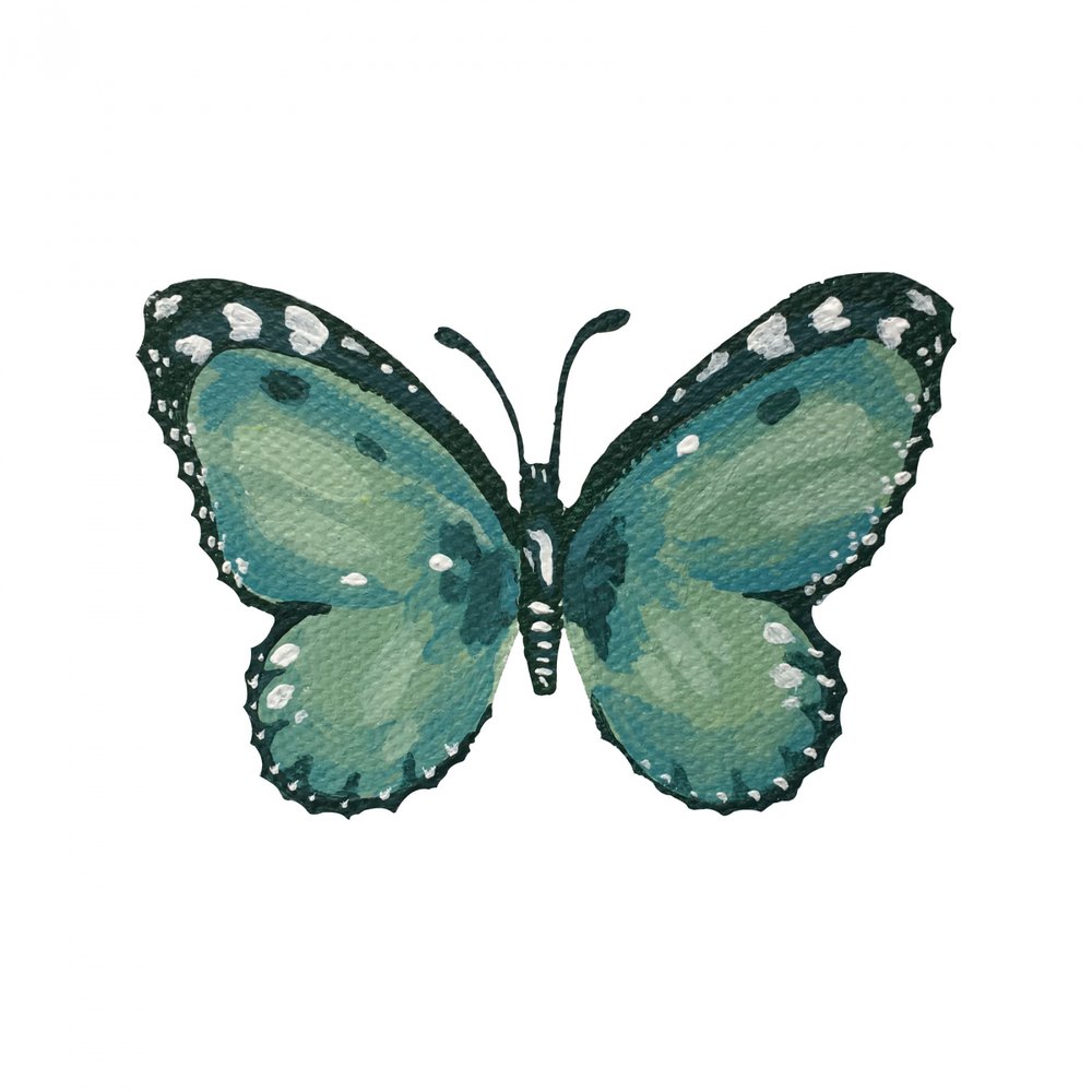 Borboleta azul-petróleo elegante de Madison Phipps