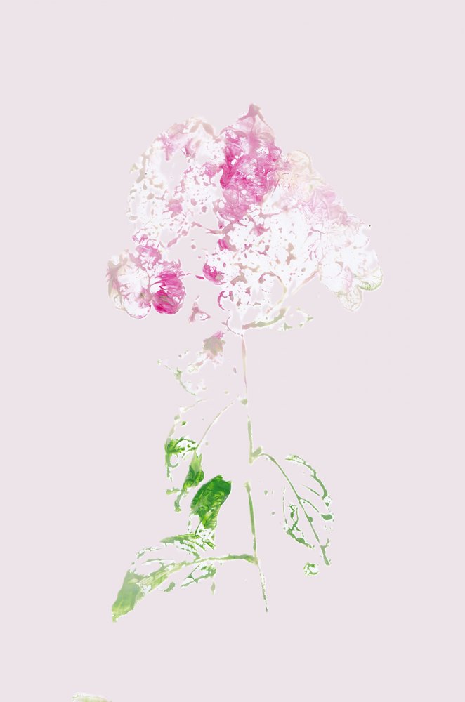 Resumo: Flor Rosa de Maira Ribena