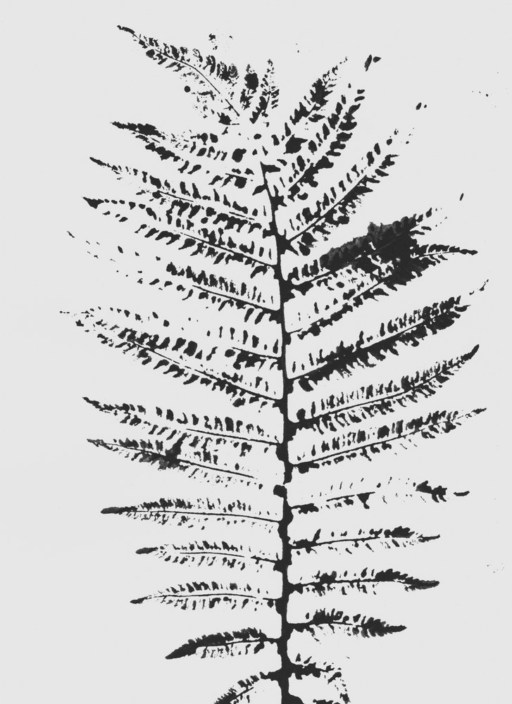 Silhueta da Black Fern de Maira Ribena