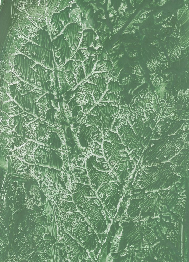 Textura de folha verde-escura de Maira Ribena