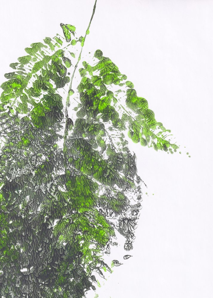 Feto verde biológico de Maira Ribena