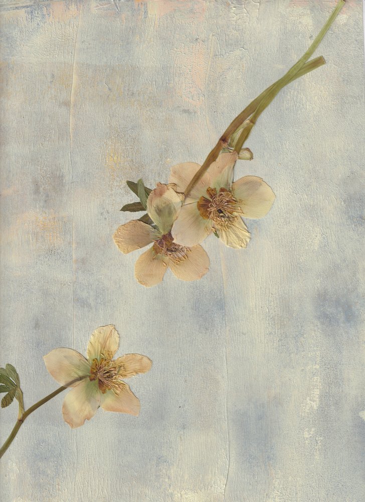 Pale Blue Botanicals de Maira Ribena