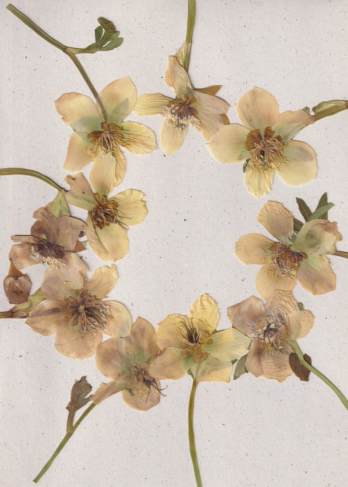Guirlanda de flores prensadas de Maira Ribena