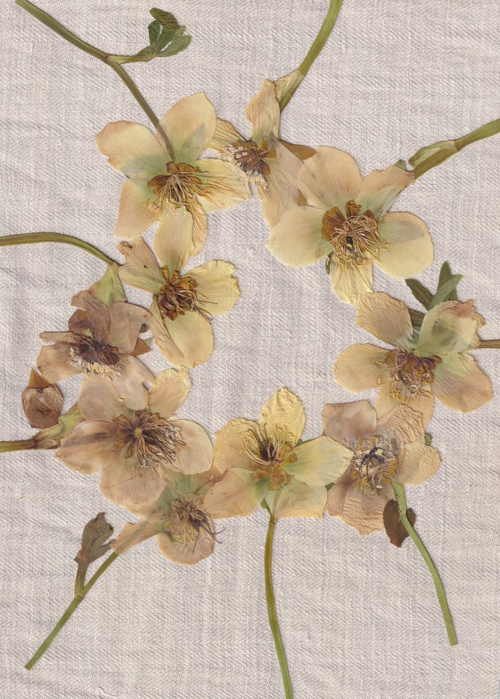 Guirlanda de flores prensadas de Maira Ribena