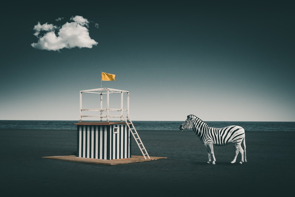 Zebra da Praia Surreal de Marcus Hennen