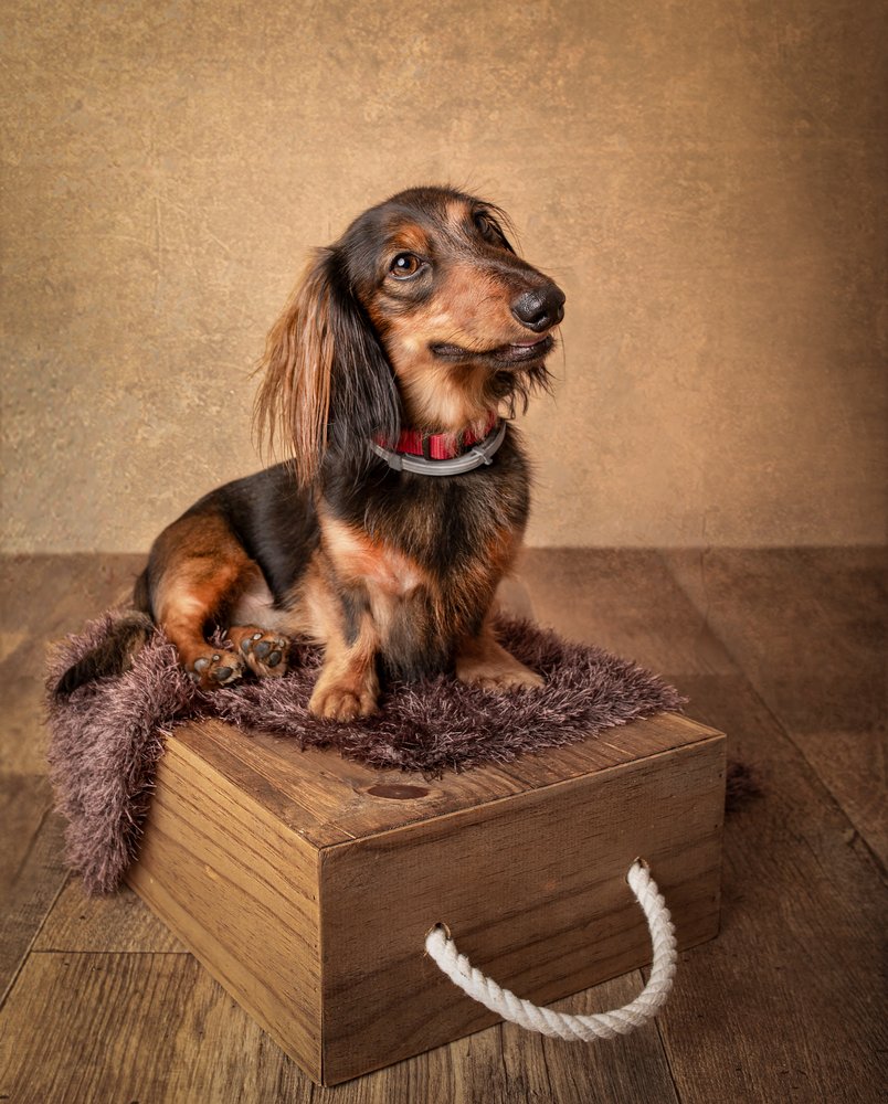 Retrato de um dachshund de pêlo comprido de Margareth Perfoncio