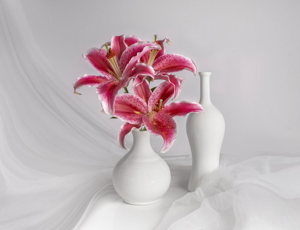 Lírios cor-de-rosa em vasos brancos de Margareth Perfoncio
