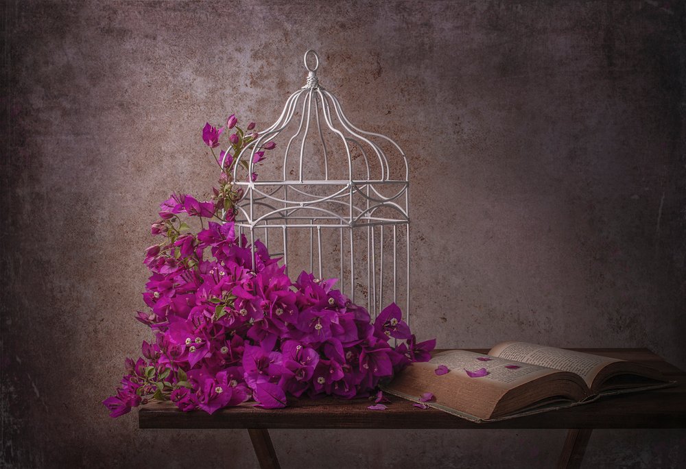 Bougainvillea rústica e livro de Margareth Perfoncio